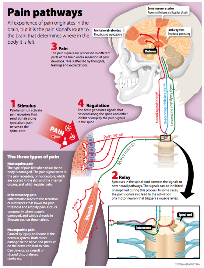 Pain Pathway Physiology